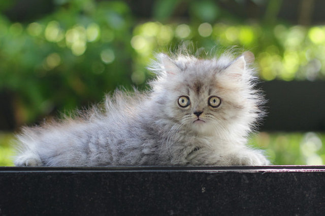 Ariel - Persian Cat