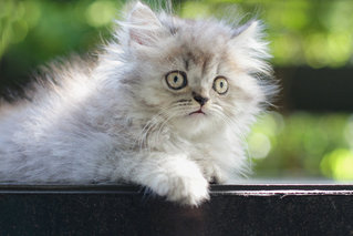 Ariel - Persian Cat