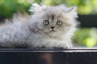 Ariel - Persian Cat