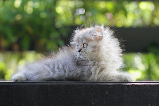 Ariel - Persian Cat