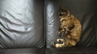 Sephora (Zeph) - Domestic Medium Hair Cat