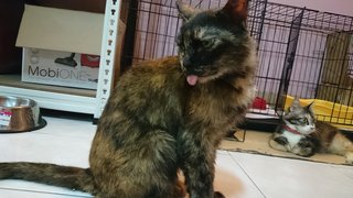 Sephora (Zeph) - Domestic Medium Hair Cat