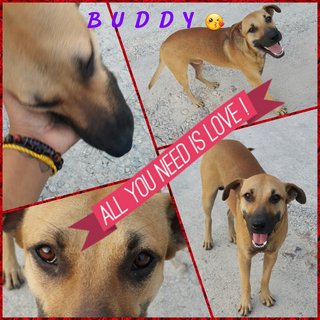  Loving Buddy.. longing for a forever home & luv 🤗