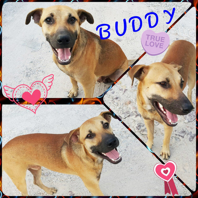  Buddy - Mixed Breed Dog