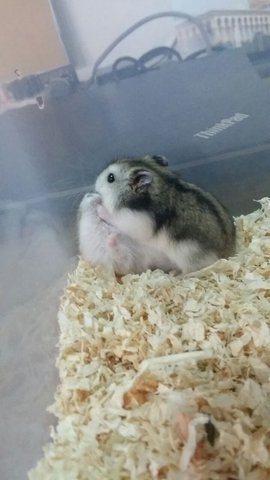 Winter White Hamsters - Short Dwarf Hamster Hamster