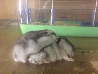 Winter White Hamsters - Short Dwarf Hamster Hamster