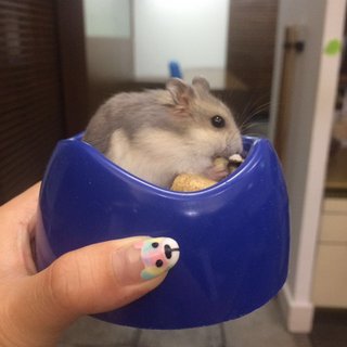 Winter White Hamsters - Short Dwarf Hamster Hamster