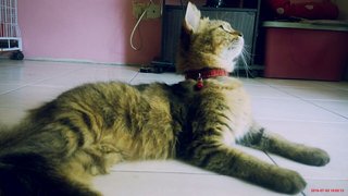 Anne (Dlh) - Domestic Long Hair + Persian Cat