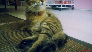 Anne (Dlh) - Domestic Long Hair + Persian Cat