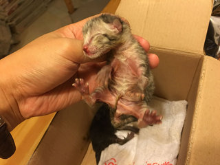 Urgent! 2 Abandon 1day Old Kittens - Domestic Short Hair Cat