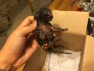 Urgent! 2 Abandon 1day Old Kittens - Domestic Short Hair Cat