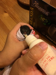 Urgent! 2 Abandon 1day Old Kittens - Domestic Short Hair Cat