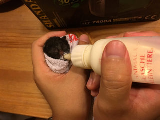 Urgent! 2 Abandon 1day Old Kittens - Domestic Short Hair Cat