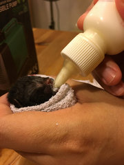 Urgent! 2 Abandon 1day Old Kittens - Domestic Short Hair Cat