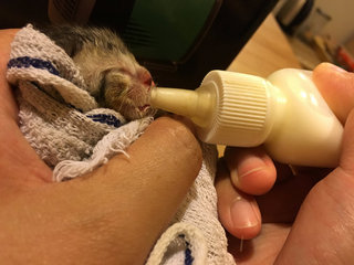 Urgent! 2 Abandon 1day Old Kittens - Domestic Short Hair Cat