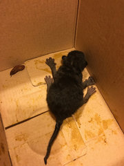 Urgent! 2 Abandon 1day Old Kittens - Domestic Short Hair Cat