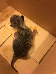 Urgent! 2 Abandon 1day Old Kittens - Domestic Short Hair Cat