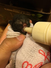 Urgent! 2 Abandon 1day Old Kittens - Domestic Short Hair Cat