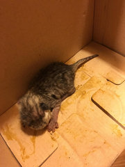 Urgent! 2 Abandon 1day Old Kittens - Domestic Short Hair Cat