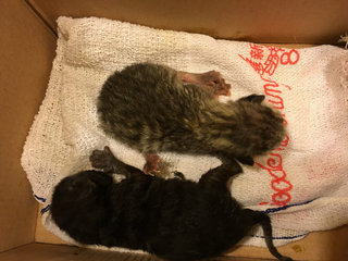 Urgent! 2 Abandon 1day Old Kittens - Domestic Short Hair Cat