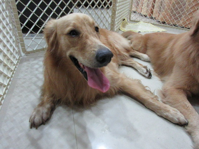 Harvey - Golden Retriever Dog