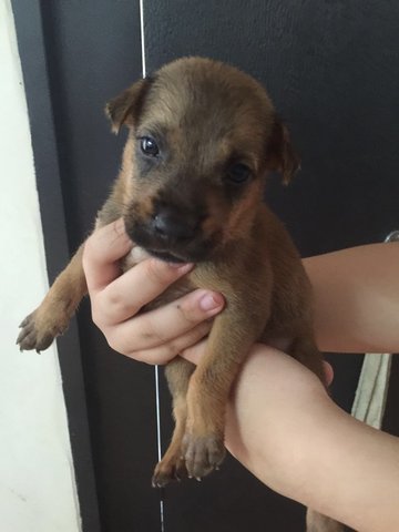  Cutie  - Mixed Breed Dog