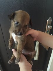  Cutie  - Mixed Breed Dog