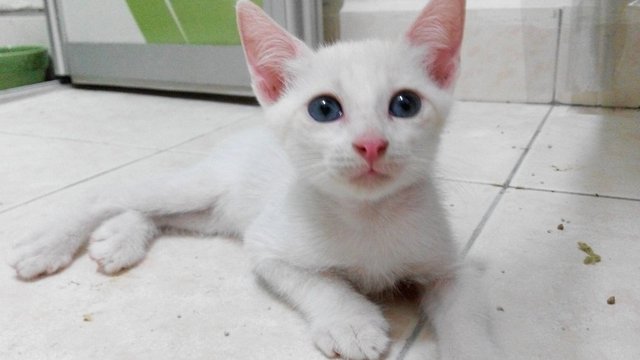 Gardenia - Domestic Short Hair Cat