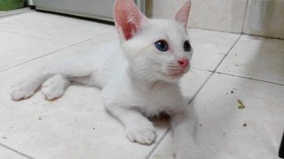 Gardenia - Domestic Short Hair Cat