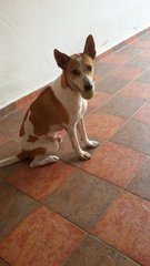 Bradz - Mixed Breed Dog