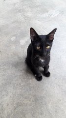 Xiao Wu Wu - Domestic Short Hair Cat