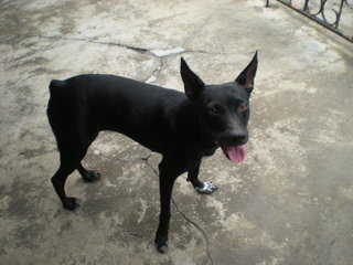 Bibi - Miniature Pinscher Mix Dog