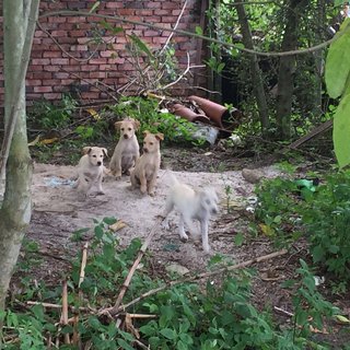 Cappucino,milo,milky,browny,lucky - Mixed Breed Dog