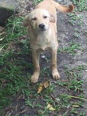 Cappucino,milo,milky,browny,lucky - Mixed Breed Dog