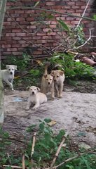 Cappucino,milo,milky,browny,lucky - Mixed Breed Dog