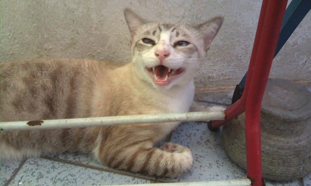 John - Domestic Short Hair Cat