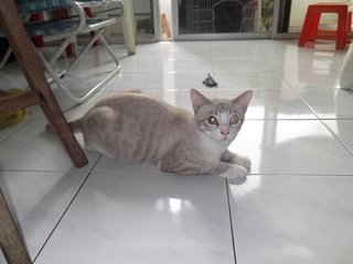 John - Domestic Short Hair Cat