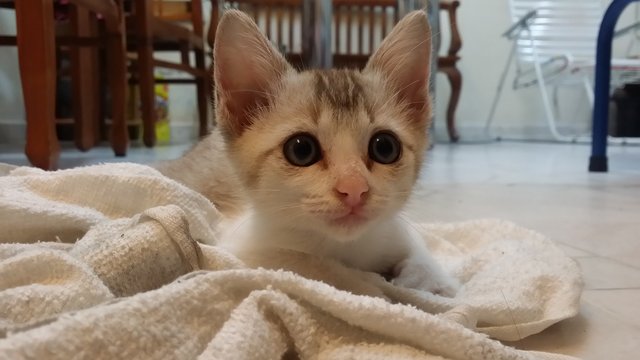 Baby (No Fixed Name) - Domestic Short Hair Cat