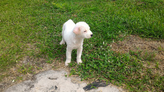 Lucy's Puppies Look For Home - Mixed Breed Dog