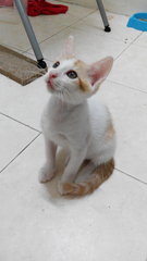 Ginger White - Domestic Short Hair Cat