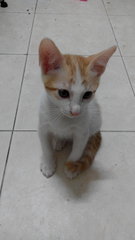 Ginger White - Domestic Short Hair Cat