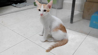 Ginger White - Domestic Short Hair Cat