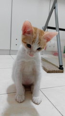 Ginger White - Domestic Short Hair Cat