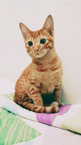 PF77247 - Domestic Short Hair Cat