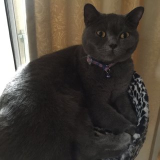 Missing British Shorthair Female - British Shorthair Cat