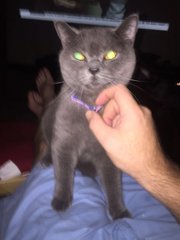 Missing British Shorthair Female - British Shorthair Cat