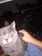 Missing British Shorthair Female - British Shorthair Cat