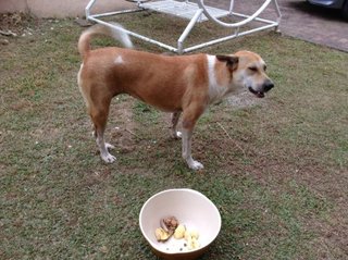 Jolly (Watchdog)  - Mixed Breed Dog