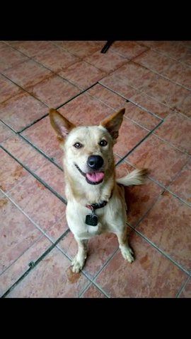 Mickey - Mixed Breed Dog