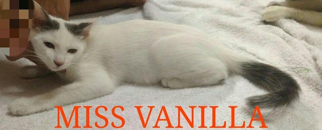 Miss Vanilla - Domestic Long Hair + Persian Cat